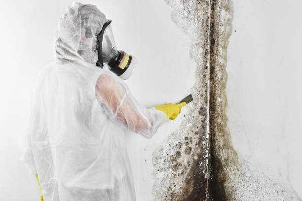 Best Emergency Mold Removal  in Long Prairie, MN