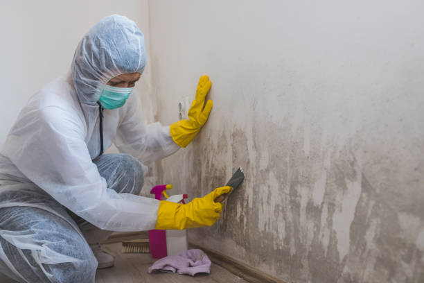 Best Best Mold Removal Companies  in Long Prairie, MN