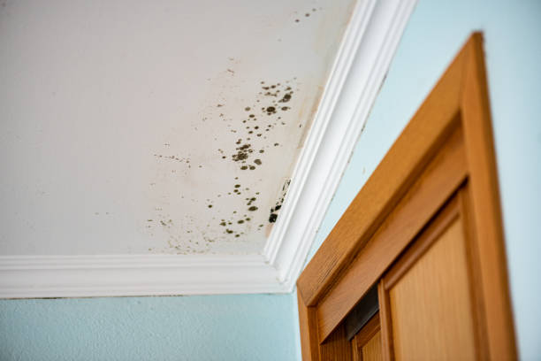 Best Commercial Mold Removal  in Long Prairie, MN
