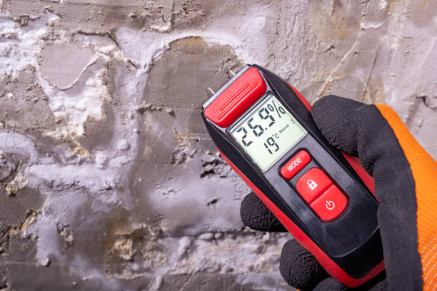 Best Certified Mold Removal  in Long Prairie, MN