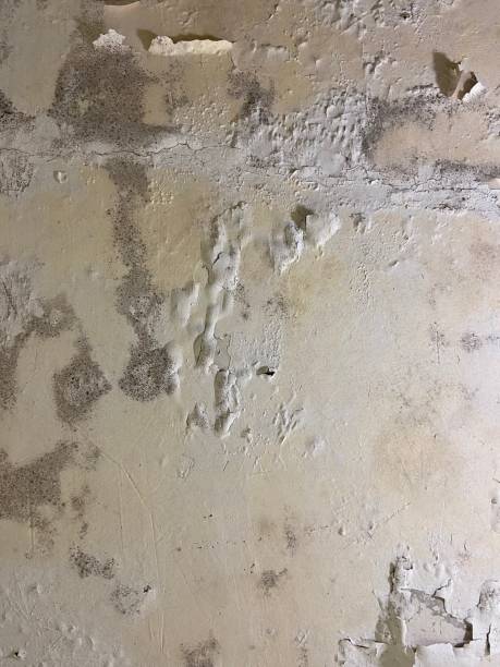 Best Office Mold Removal Services  in Long Prairie, MN