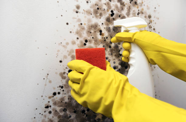 Best Residential Mold Removal  in Long Prairie, MN