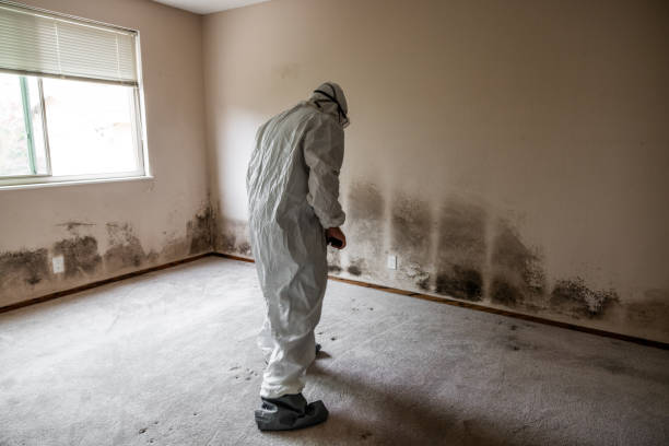 Mold Removal and Inspection in Long Prairie, MN