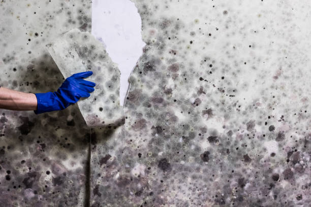 Best Mold Removal Company Near Me  in Long Prairie, MN